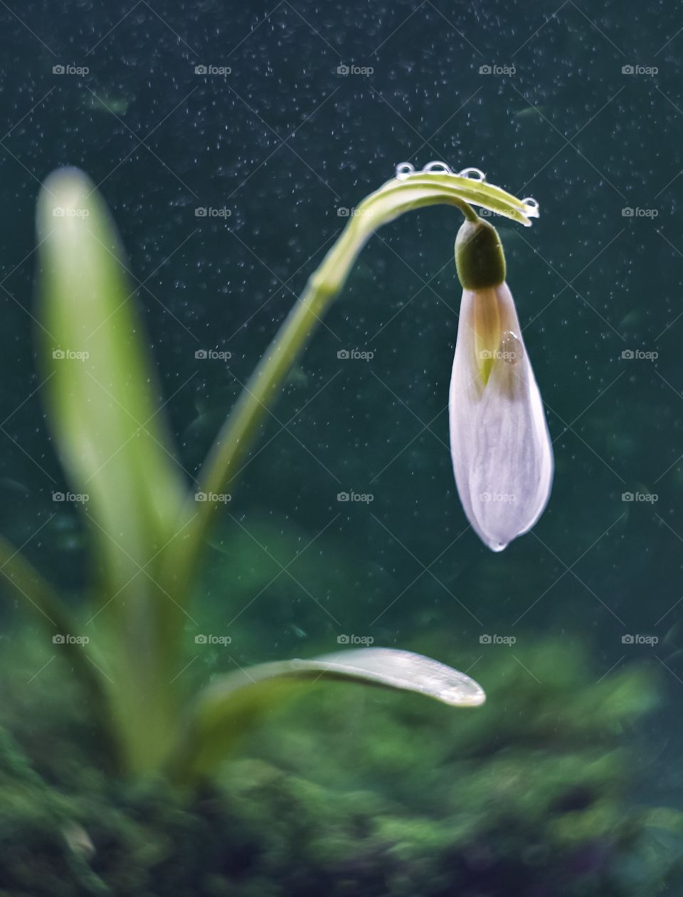 Snowdrop in drops on a dark background