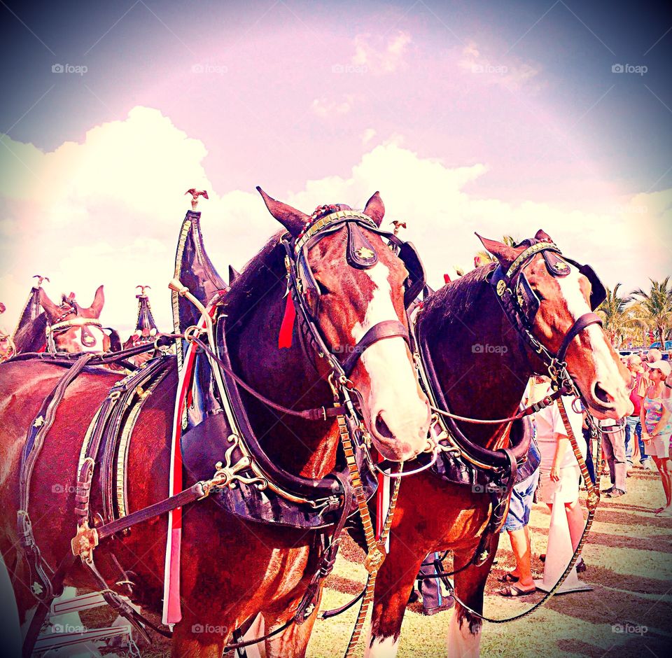 Clydesdale horses
