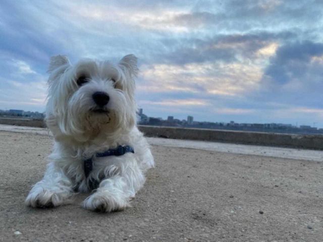 My beautiful westie