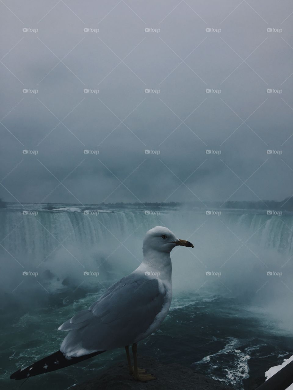 Seagull getting a nice photo taken in front of the Ontario Niagara Falls! 