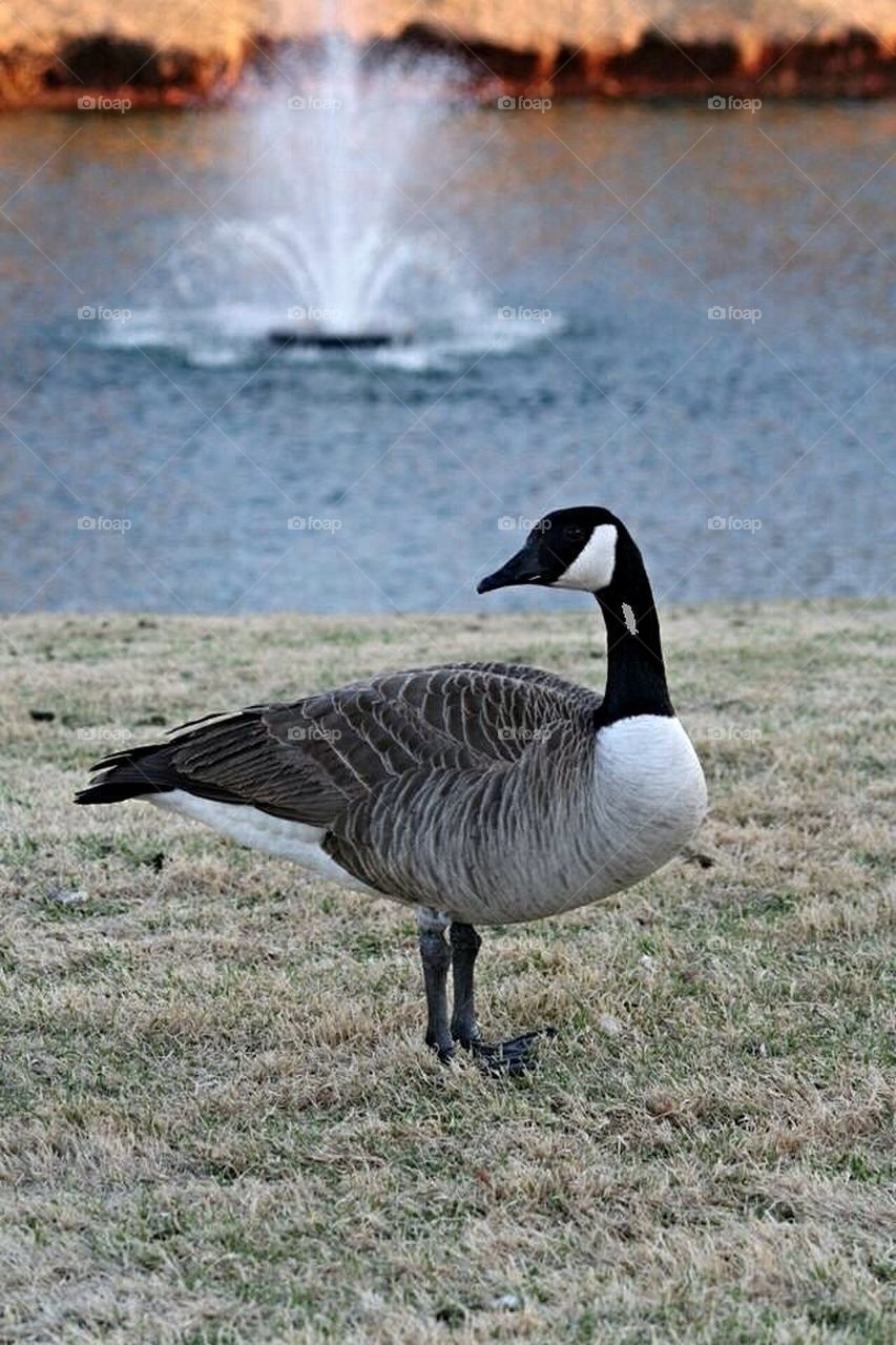 Water fountain and Goose