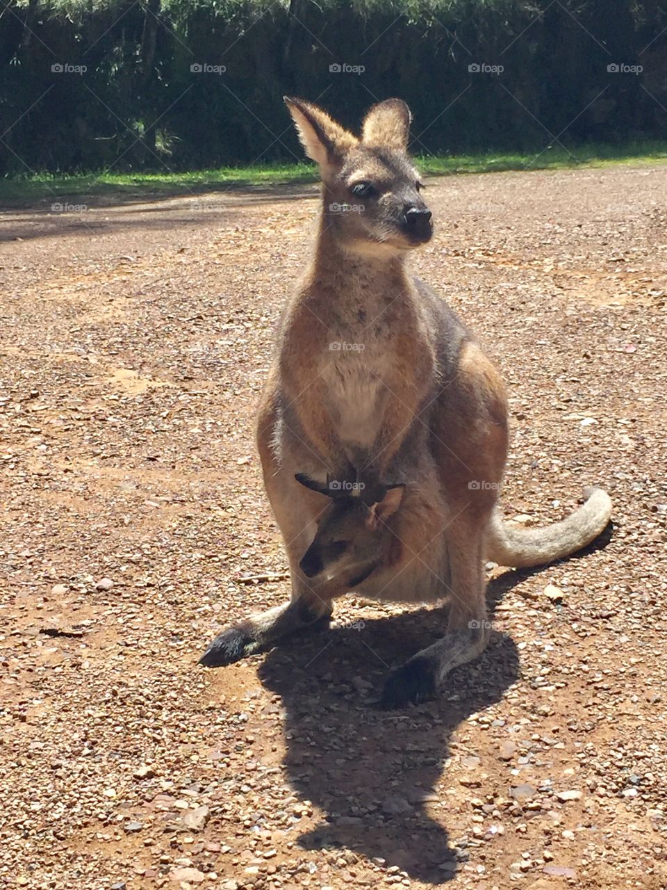 A very close encounter with a wild mother kangaroo and her child. (Without fence!)