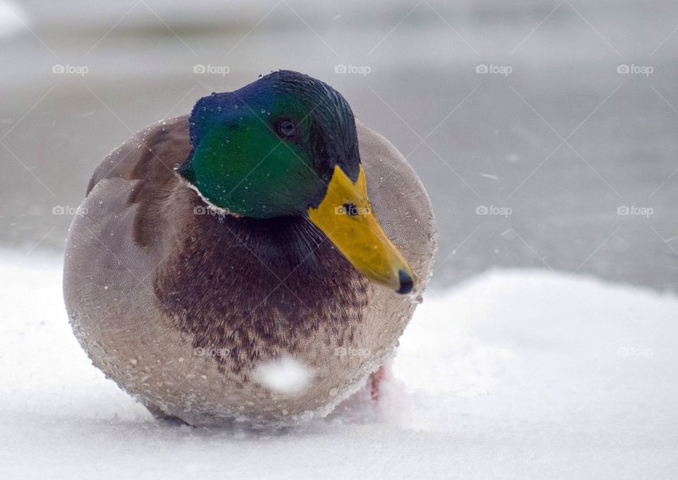Mallard