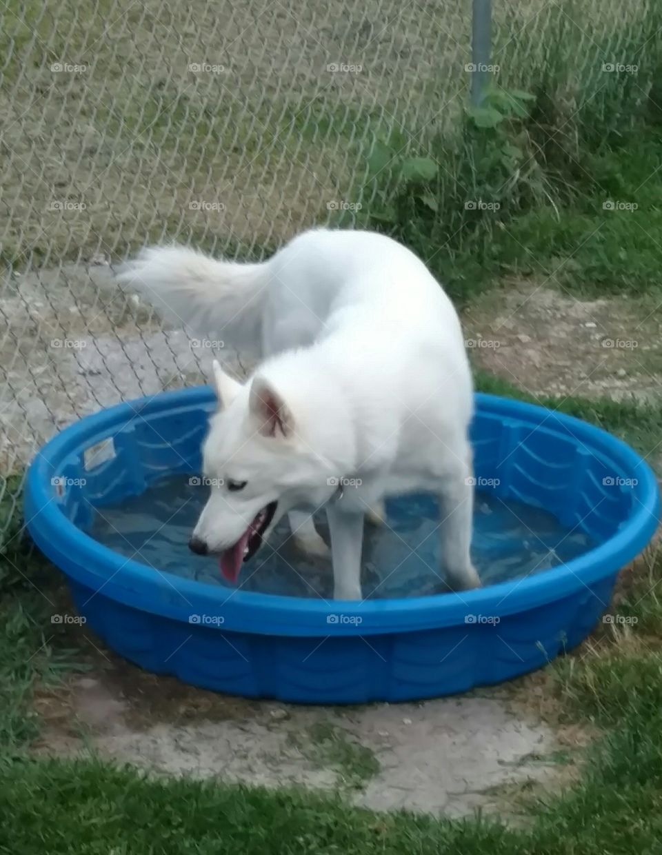 puppy pool time
