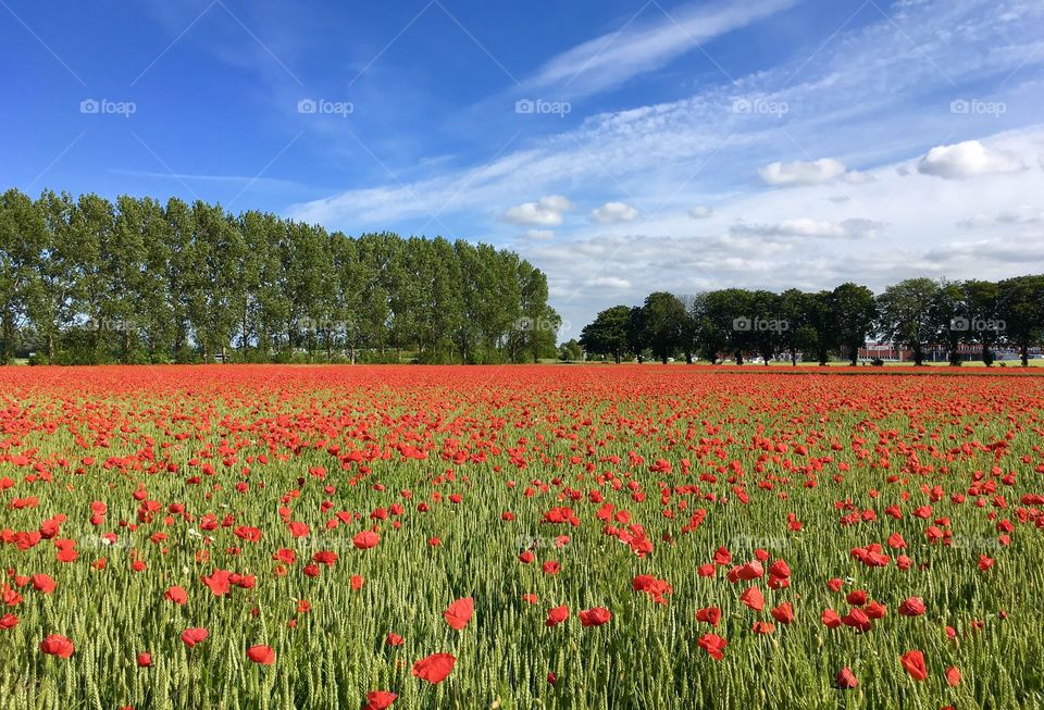 Poppy field, Sweden.