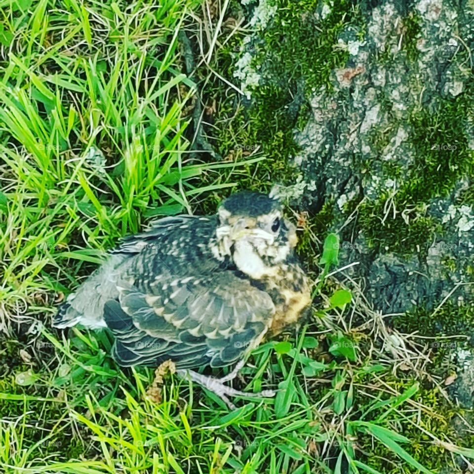 baby bird