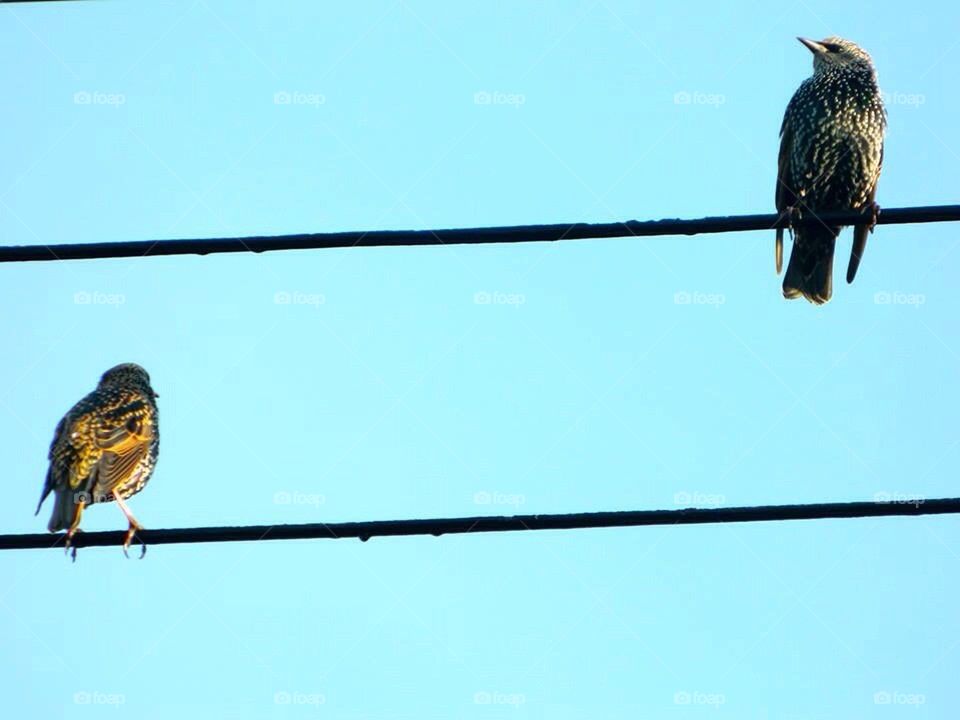Birds on a Wire