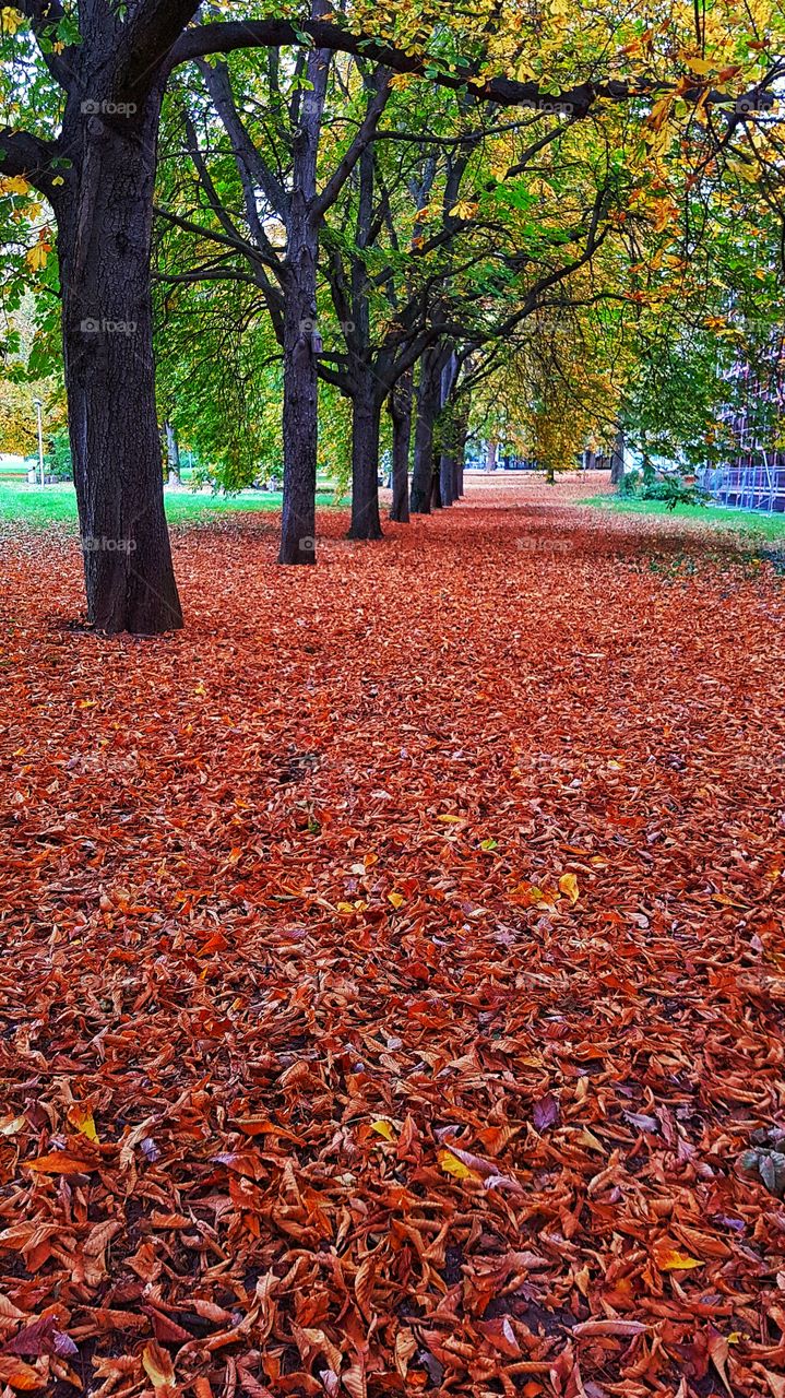 Golden Autumn. Picture is takken in city park in Stuttgart, Germany