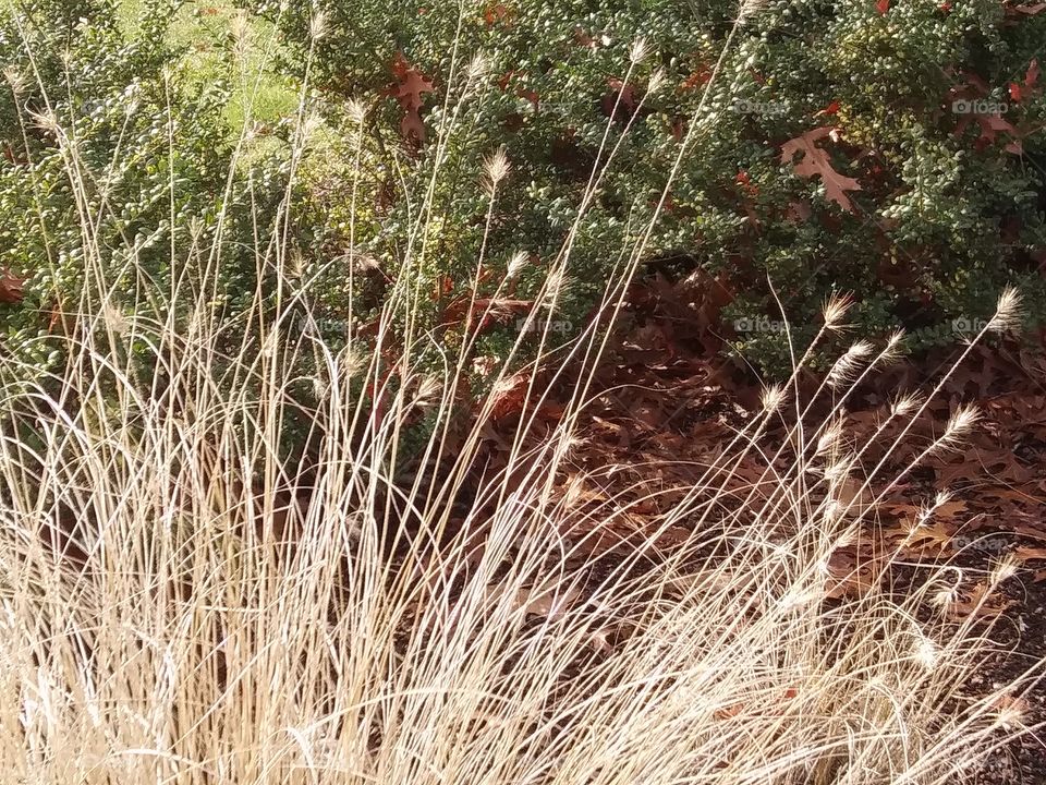 seed heads on grass