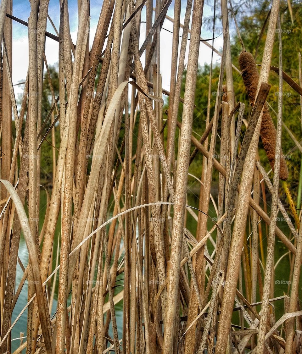 Closeup of Cattails in the Pond