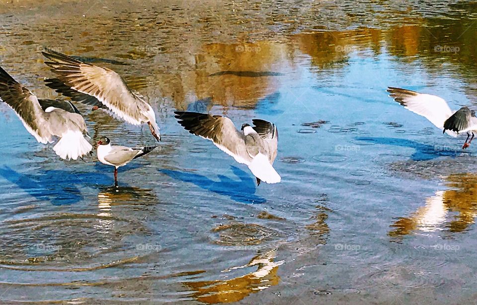 Feeding Frensy