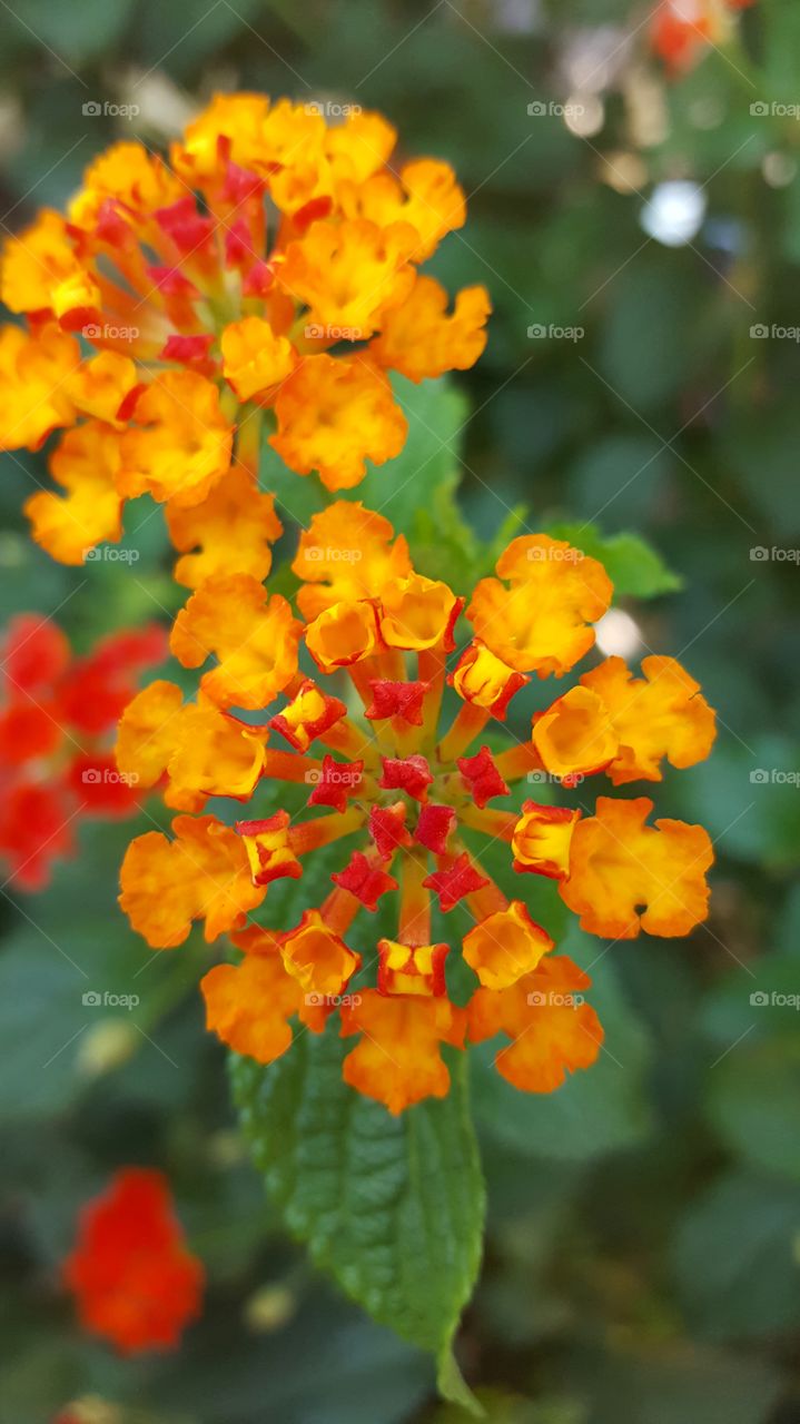 Close-up photo of lantana flowers