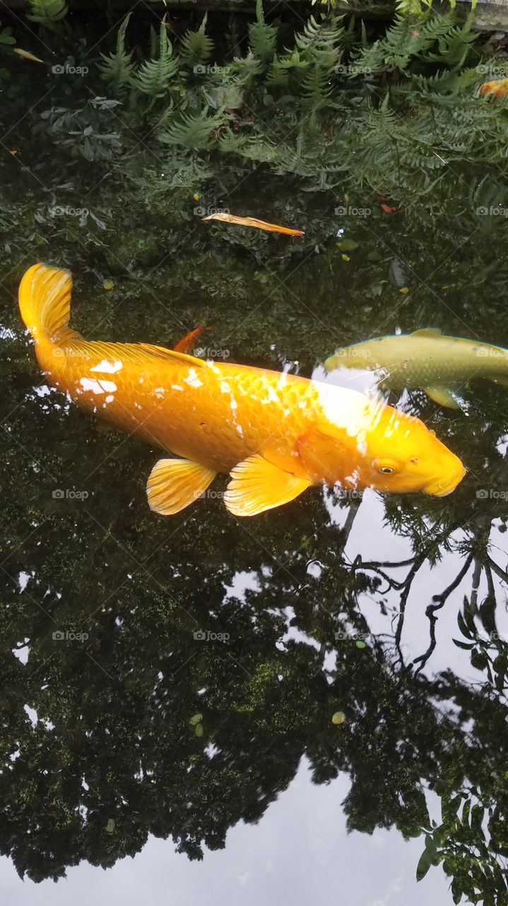 Yellow coy fish in the pond