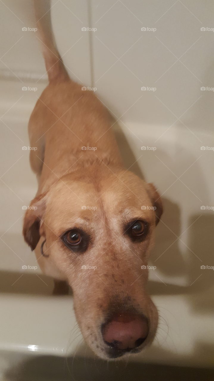 lab in bathtub