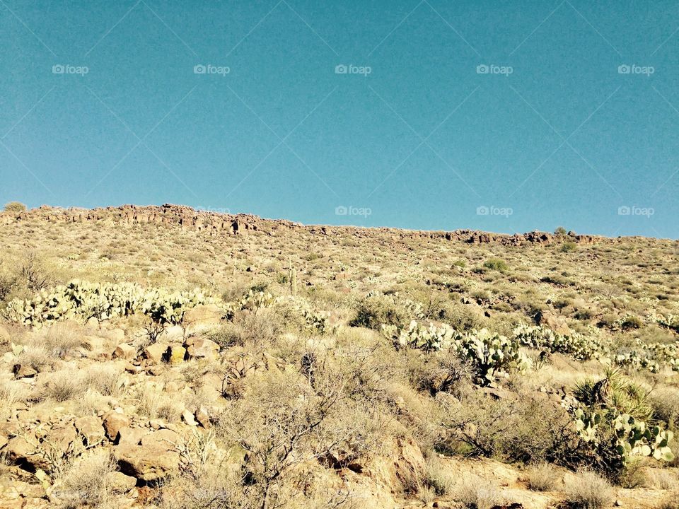 Western mountain range in Black Canyon, Arizona - multiple species of cacti