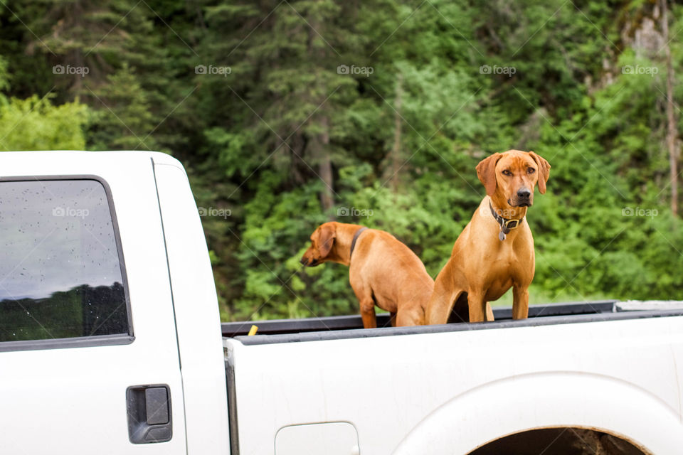 Trucks and Dogs