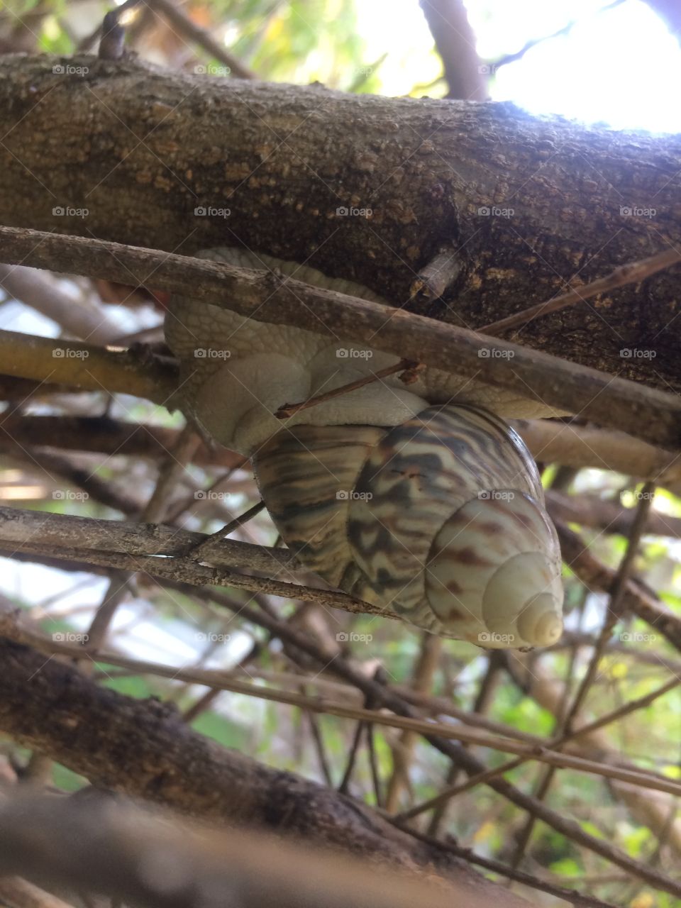 Snail in a Tree