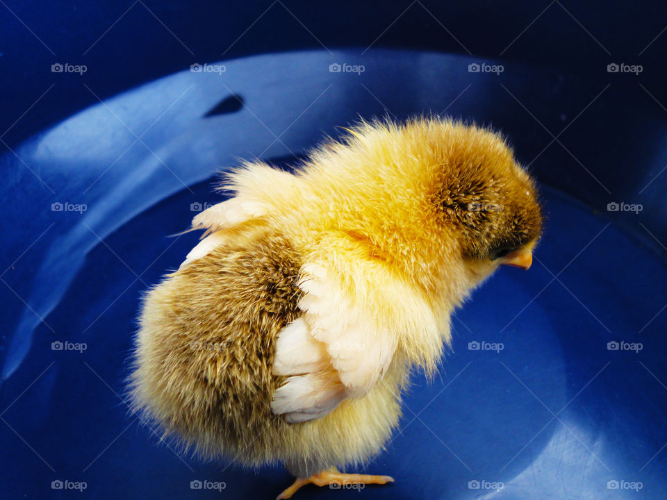 chick in blue tub