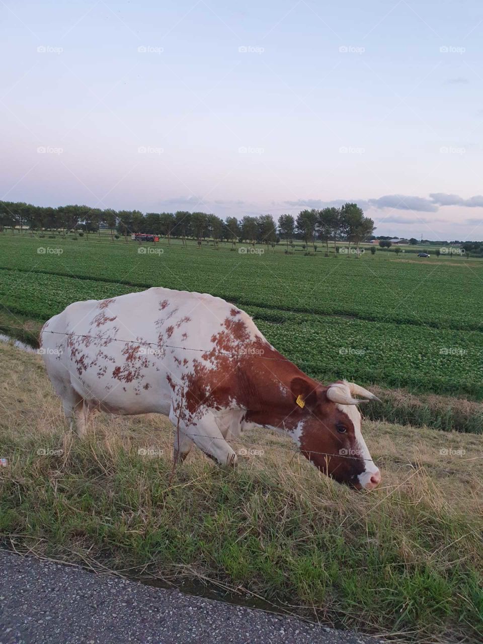 Nice brown with white spotted cow.