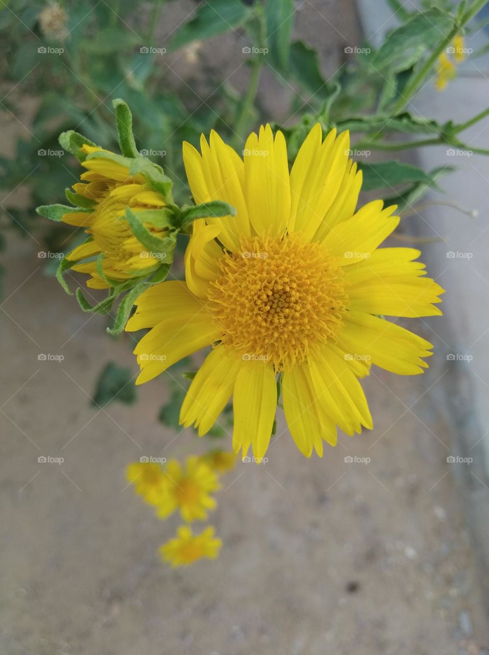 sunflower yellow fresh seasonal looking very beautiful generally found everywhere