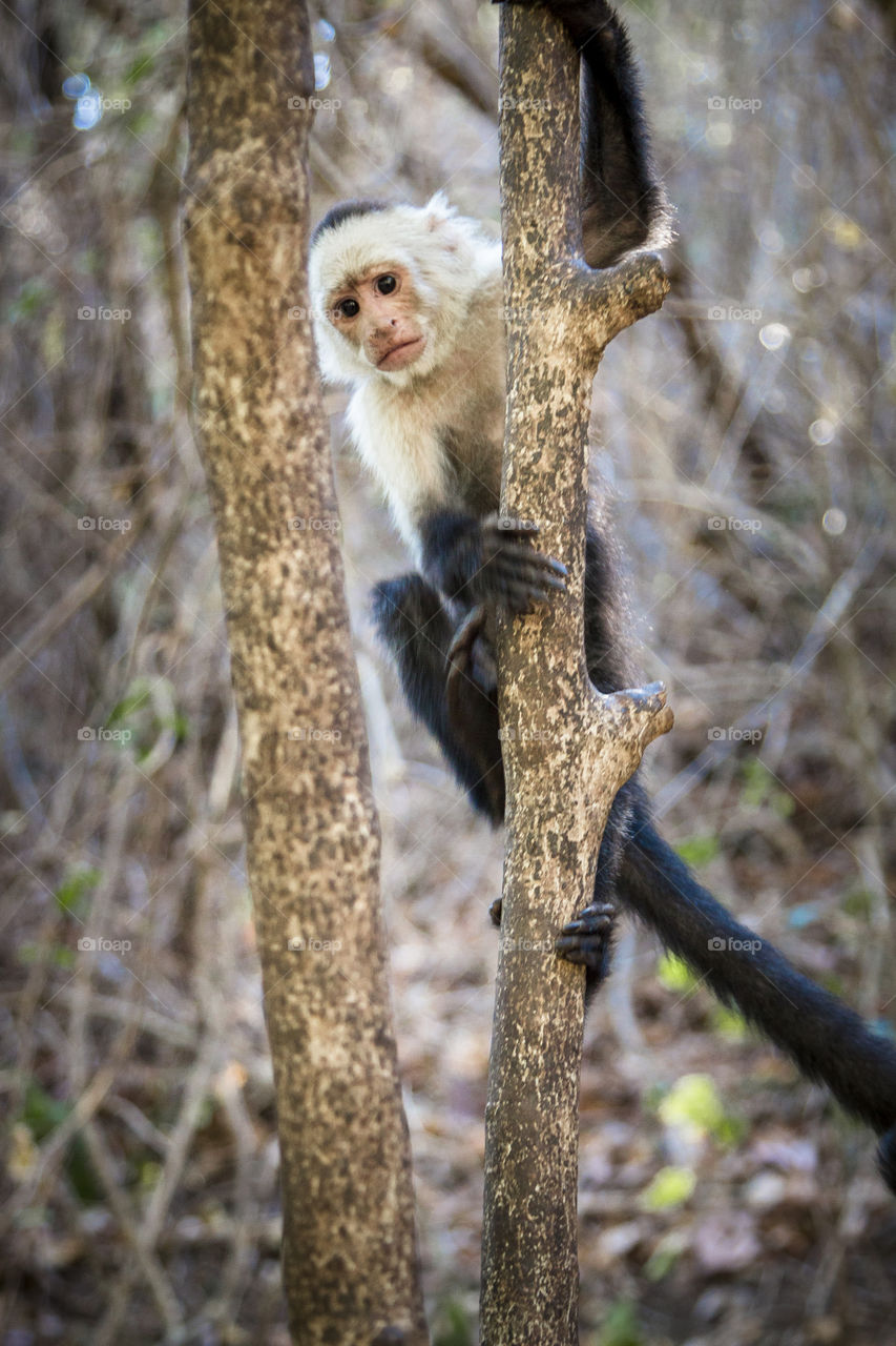 White face monkey