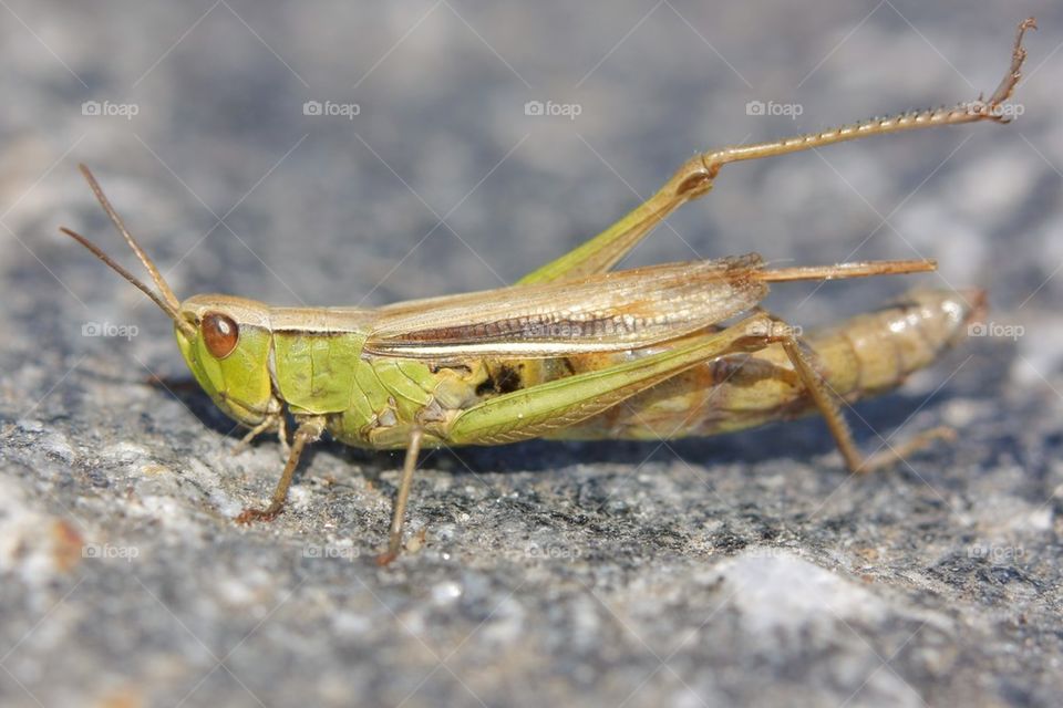 Grasshopper