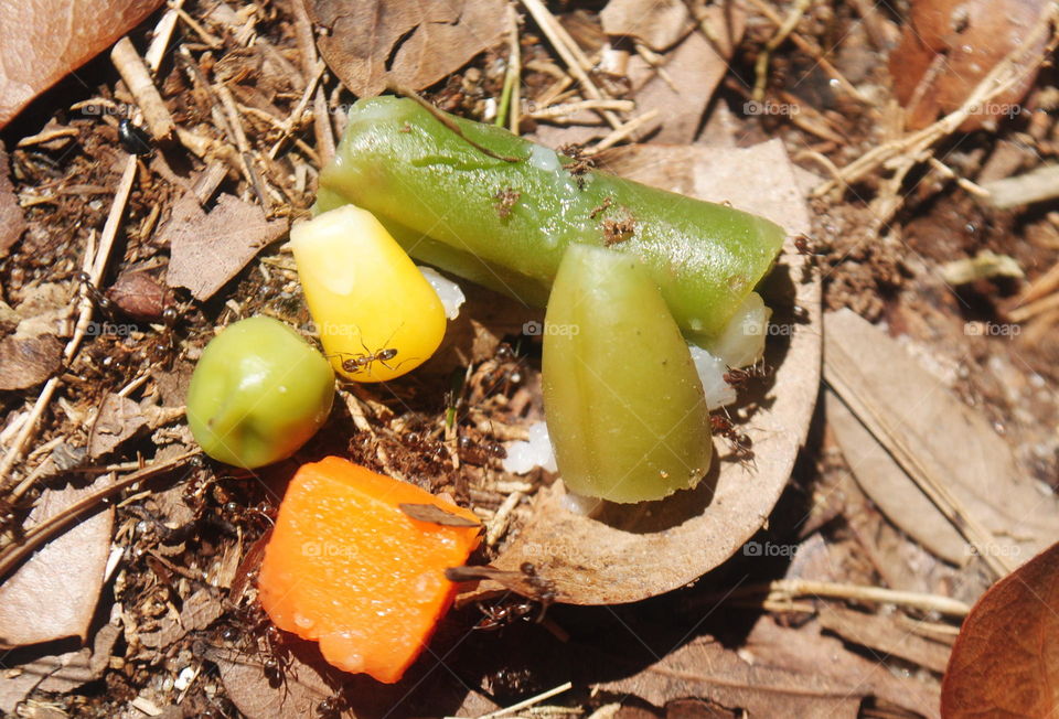 An ant trying to eat vegetables