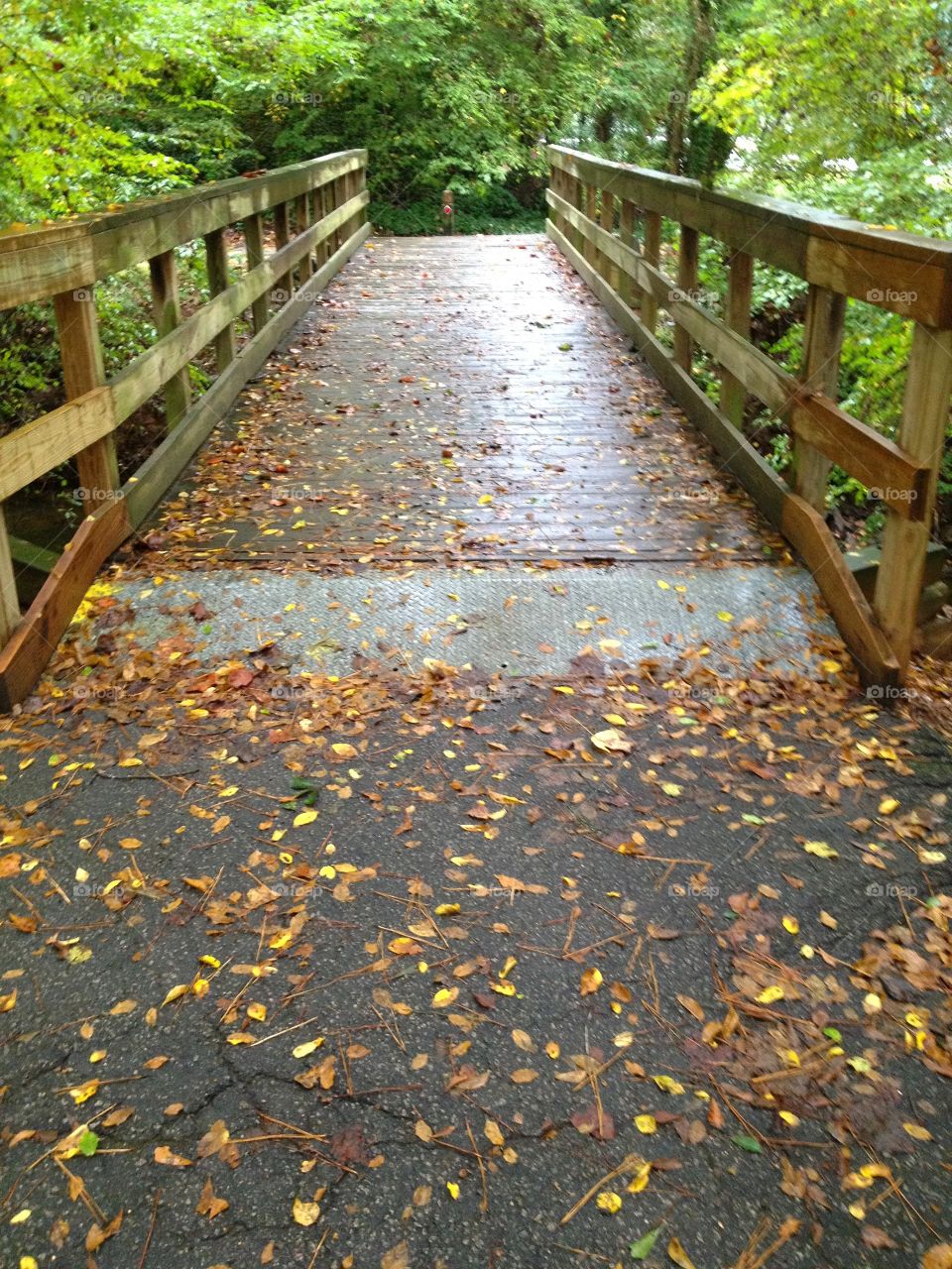 Bridge in the Woods 