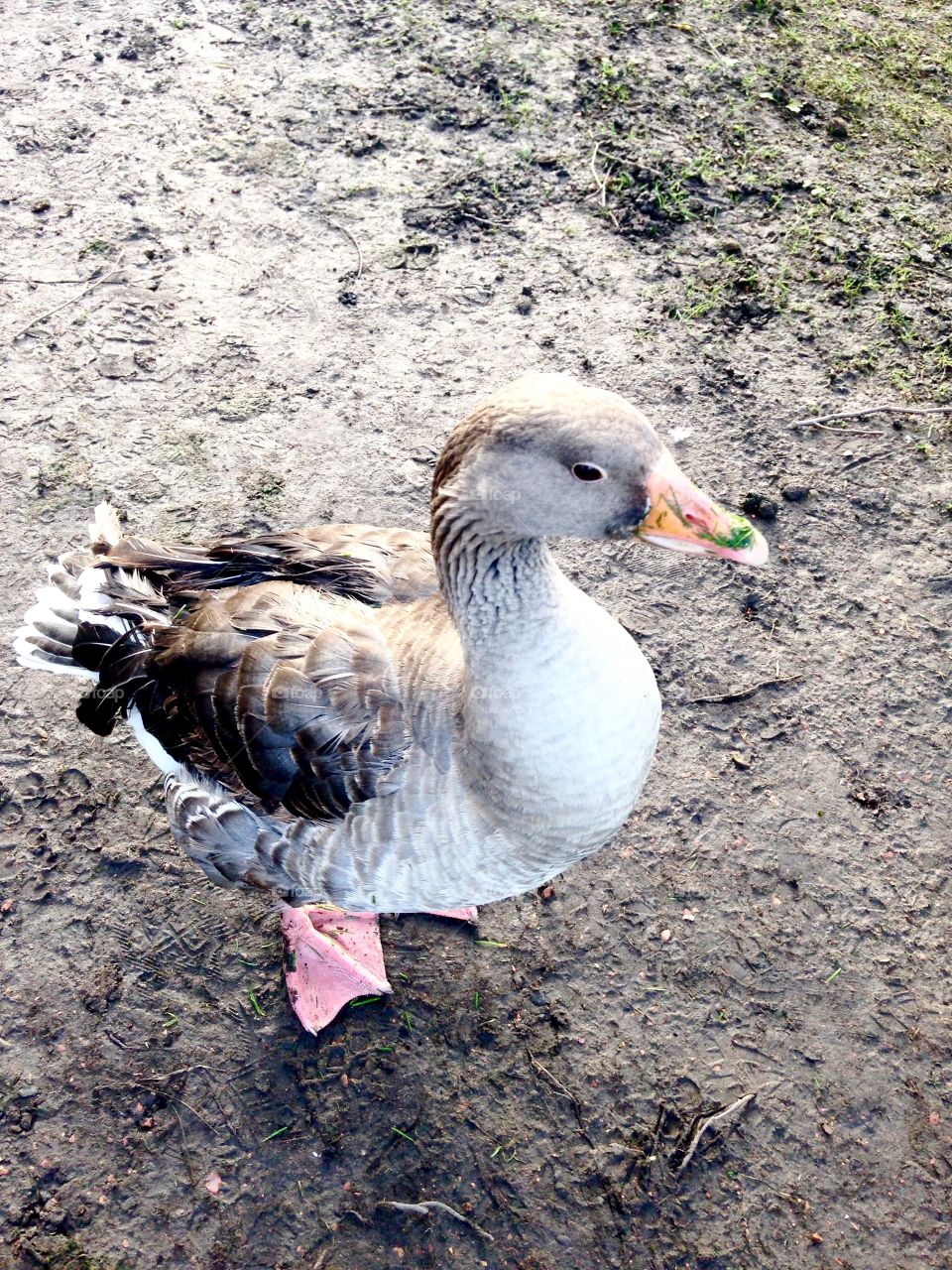Goose