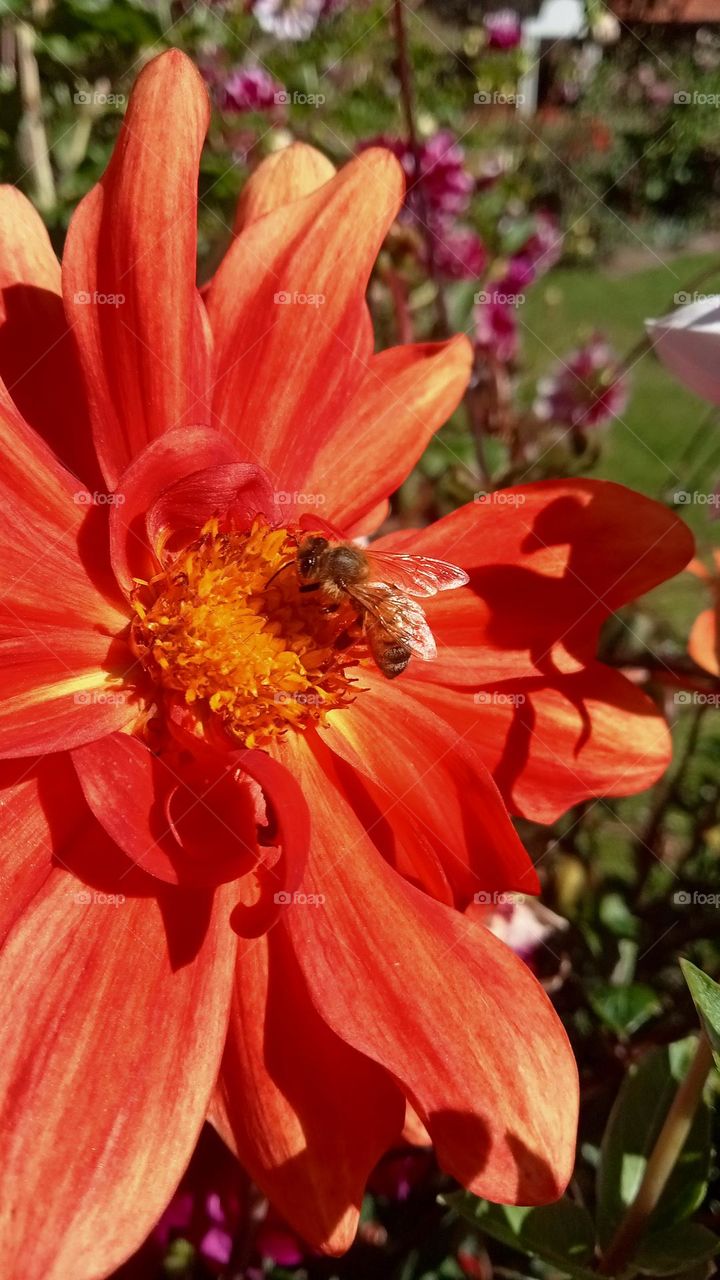 bee on a flower