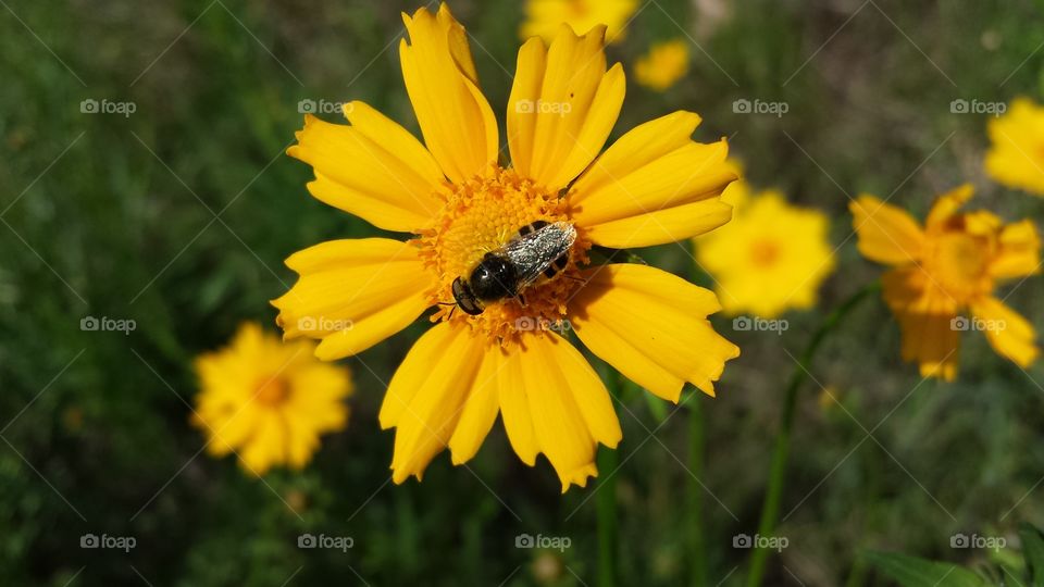 Bee On Yellow Flower. Bee and wildflower