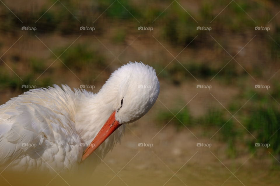 Akron zoo bird