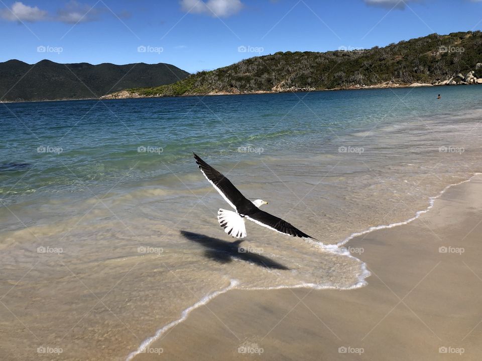 Voo de liberdade! Praia do forno. Arraial do Cabo. RJ