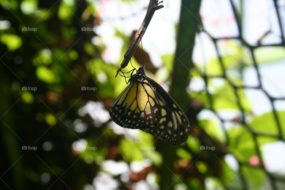 butterfly