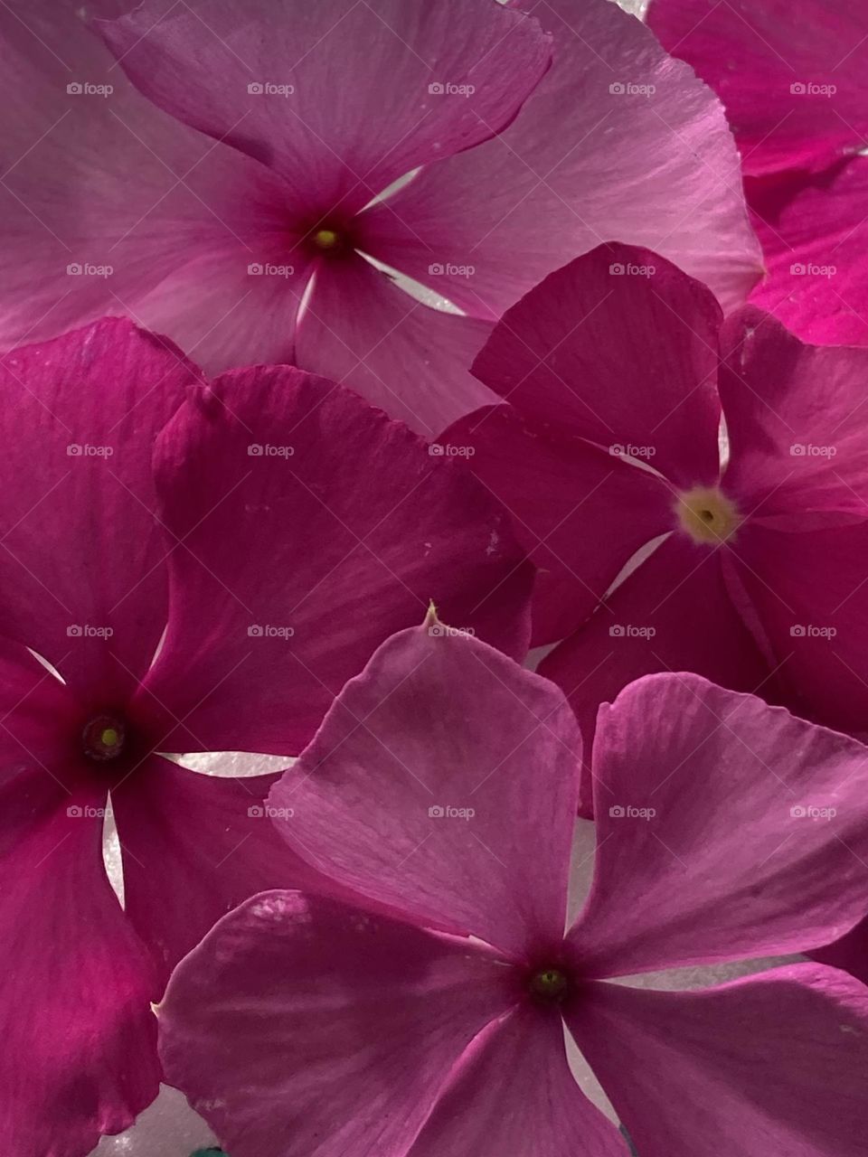 Composição com flores naturais com coloração pink. Flores sobrepostas com diferentes tonalidades.