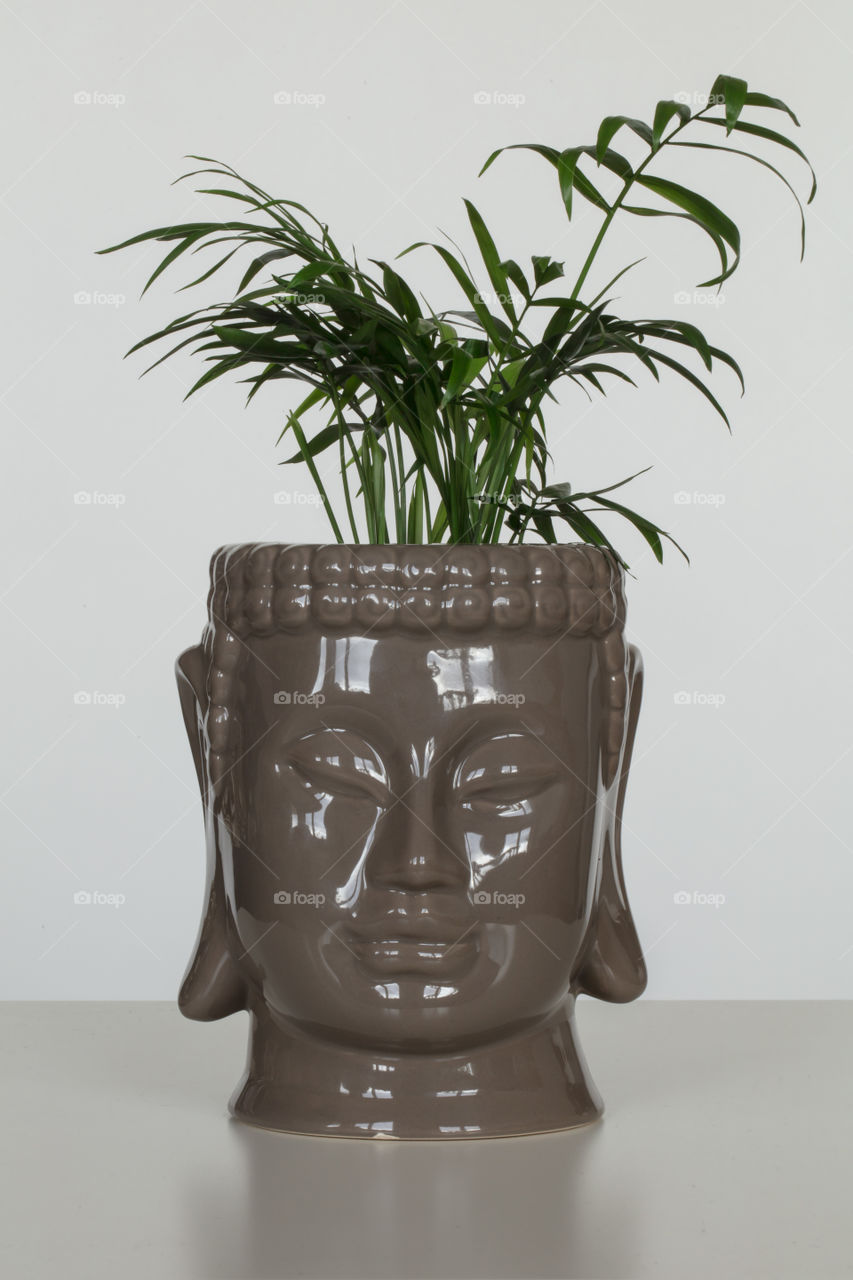 little palm tree in Indian face flowerpot