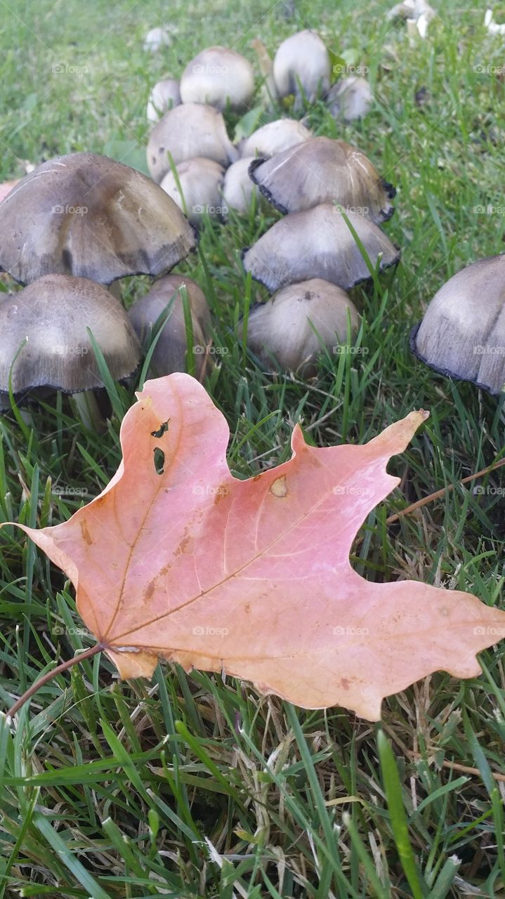 Maple Mushrooms
