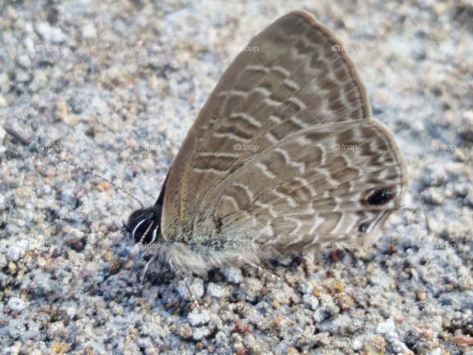 butterfly on the sand