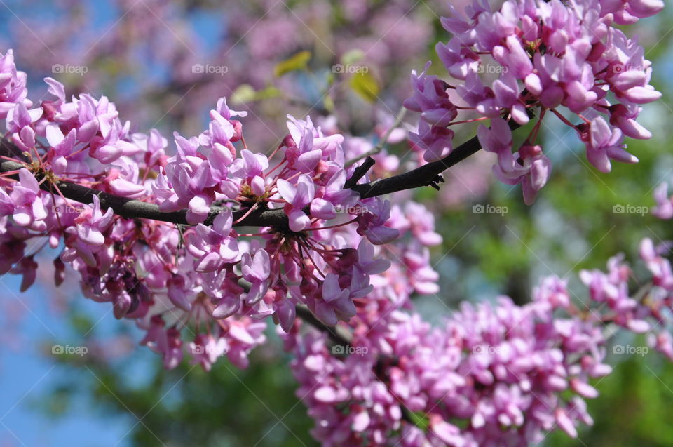 Pink blossom 