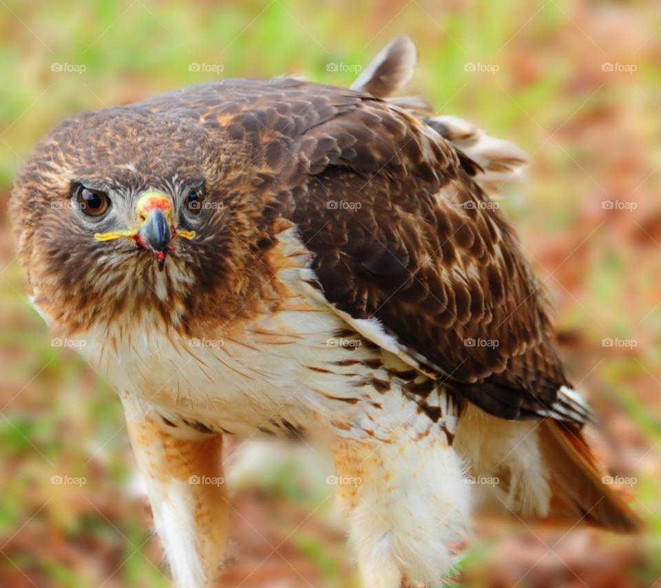 bird hawk raptor hawk eating by lightanddrawing