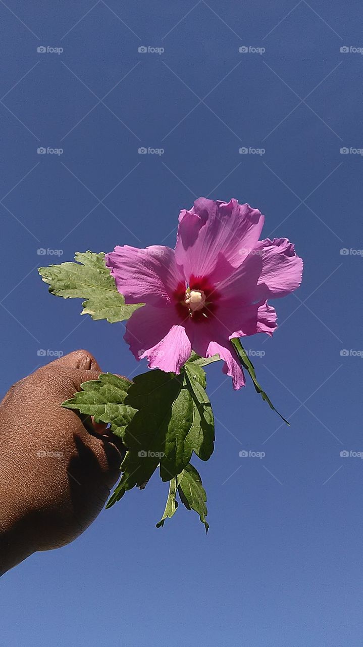 sky flower. enjoying the day outside
