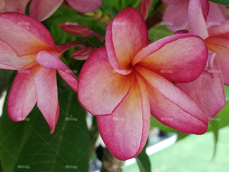 pink, frangipani