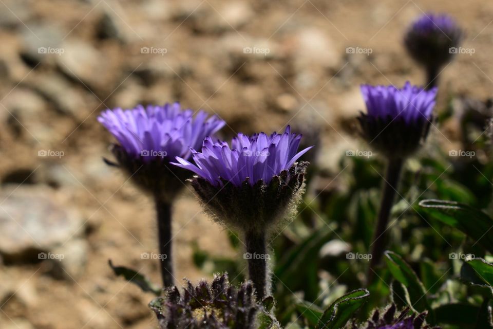Himalayan plant, Townsendia