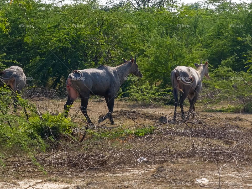 Green jungle with wild animals