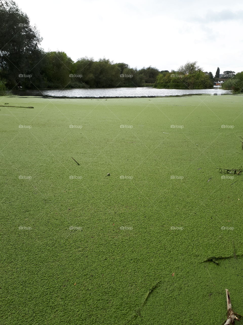 Green Pond Weed