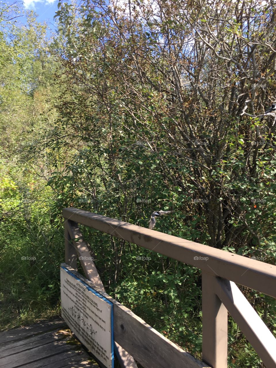 Wood, No Person, Tree, Nature, Outdoors