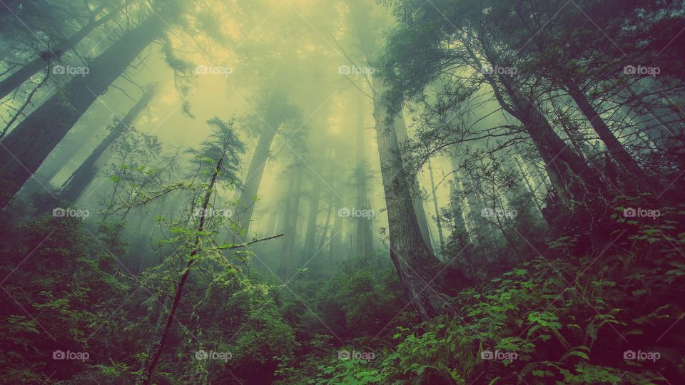 Low angle view of foggy forest