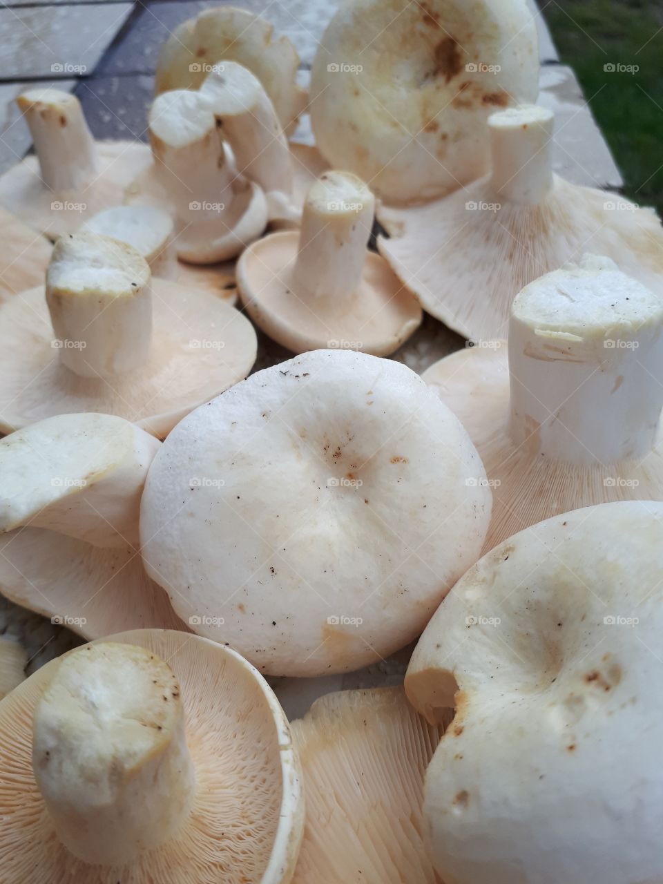 Pappery milk-cap (mlijčnica) cleaned and ready for cooking