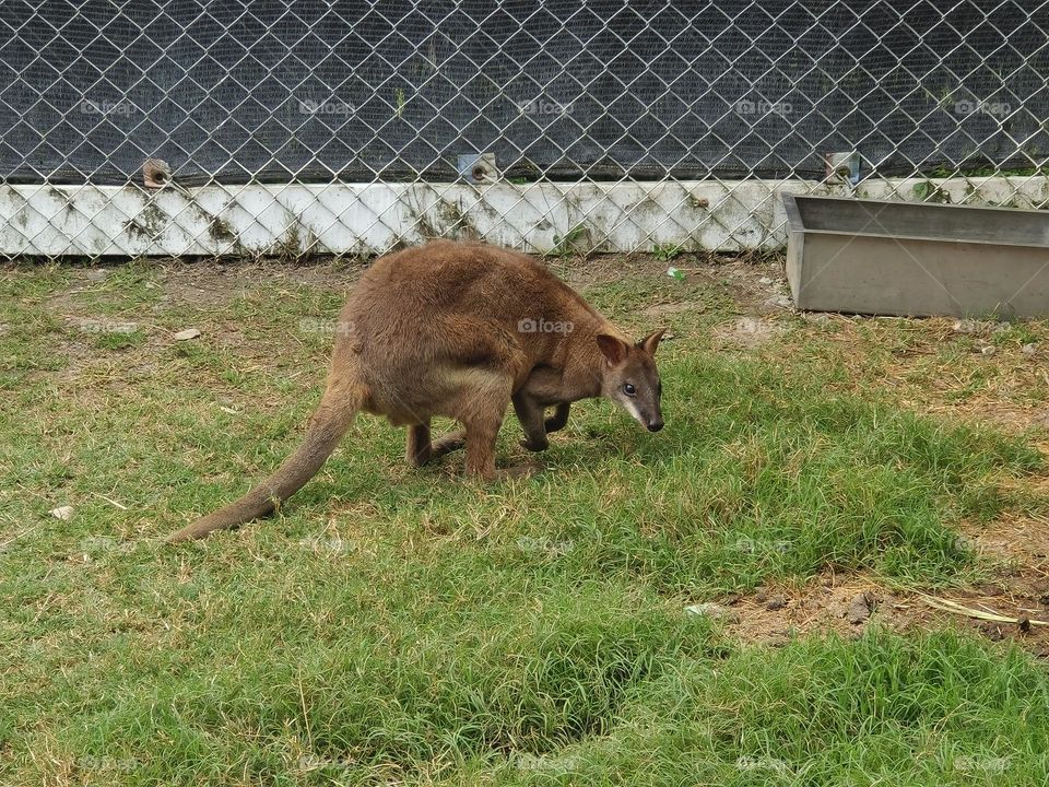 Kangaroos at Chulu Ranch in Beinan Township