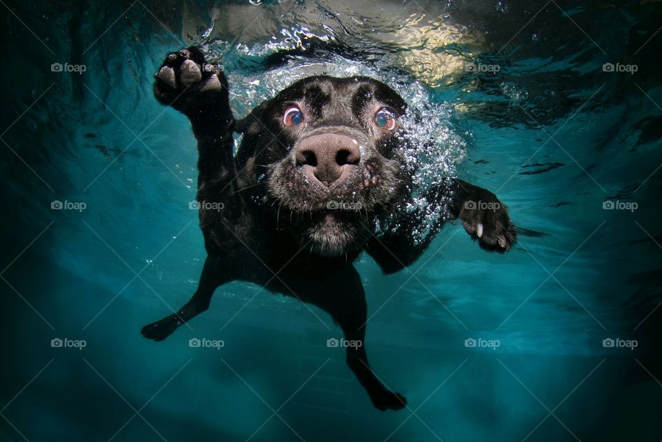 dog swimming in water